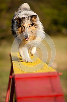 Jumping border collie on agility course