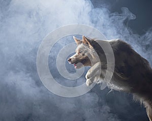 Jumping border collie with disc. The movement of the dog in the studio. Sports with an active pet,