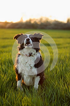 The jumping border collie in the meadow