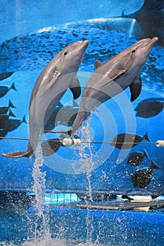 Jumping bottlenose dolphin photo