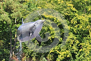 Jumping bottlenose dolphin