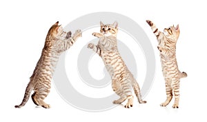 Jumping british kitten set