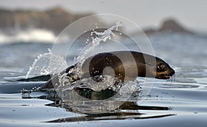 Jumping Cape fur seal (Arctocephalus pusillus pusillus)