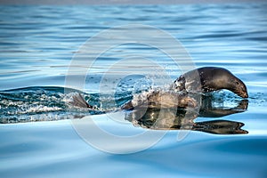 Jumping Cape fur seal (Arctocephalus pusillus pusillus) ., False Bay, South Africa