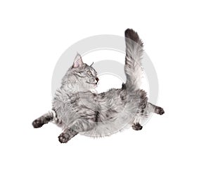 Jumping cat photo