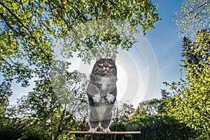 Jumping cat in garden