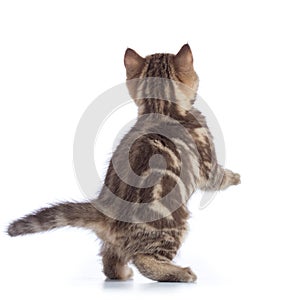 Jumping cat kitten rear view