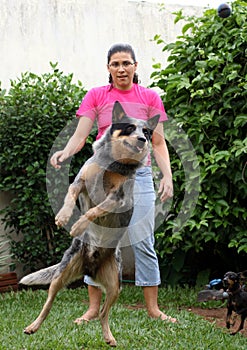 Jumping Cattle Dog With Woman