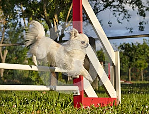 Jumping chihuahua in agility