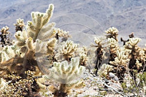 Jumping Cholla cactus also known as Cylindropuntia garden