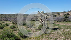 Jumping Cholla cactus in the Salt River management area near Phoenix Arizona USA