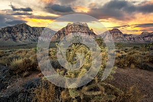 Jumping Cholla Cactus sunset in Red Rock Canyon