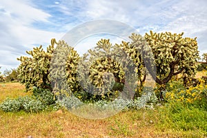 Jumping Cholla Clonal Colony with Brittlebush Blooming photo