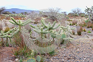 Jumping Cholla Cylindropuntia fulgida in mineral de pozos guanajuato, mexico