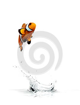 Jumping Clownfish