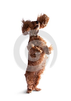 Jumping cocker spaniel