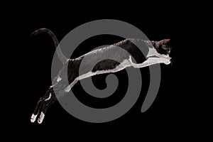 Jumping Cornish Rex Cat Isolated on Black