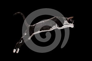 Jumping Cornish Rex Cat Isolated on Black photo