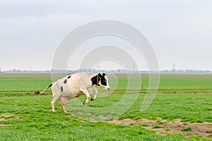 Jumping cow