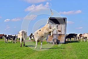 Jumping cow in green meadow
