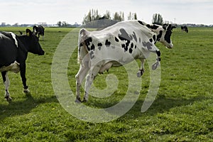 Jumping cow in the meadow