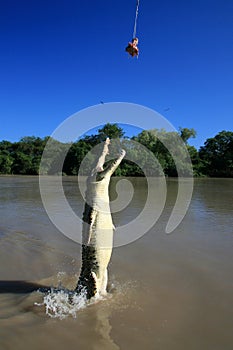 Jumping Crocodille, Kakadu, Australia