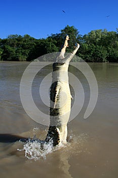 Jumping Crocodille, Kakadu, Australia