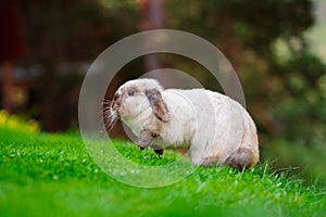 Jumping Cute Fluffy Easter Bunny