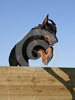 Jumping doberman