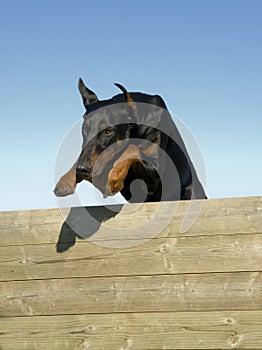 Jumping doberman