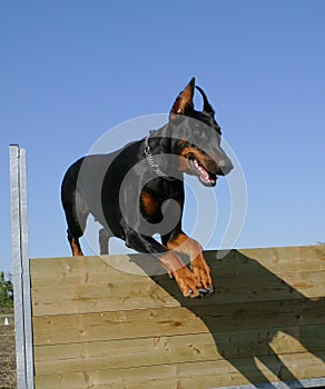 Jumping doberman doberman