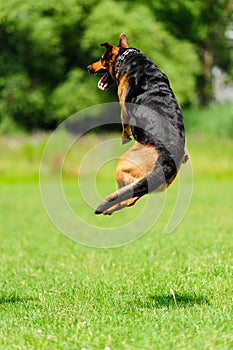 Jumping dog