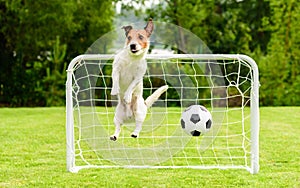 Jumping dog as funny goalie can`t save goal and misses football soccer ball