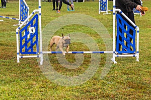 Jumping dog handler during agility competiti