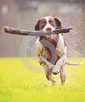 Saltando il cane 