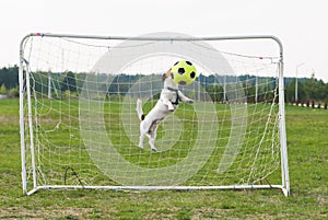 Jumping Dog strikes football ball by head