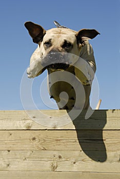 Jumping dogo canario photo