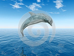 Jumping Dolphin