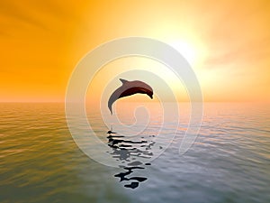 Jumping Dolphin