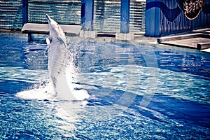 Jumping Dolphin