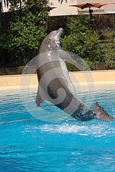 Saltando delfín 