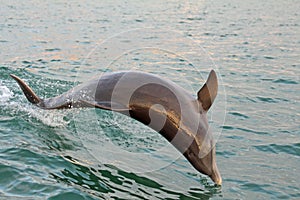 Jumping dolphin