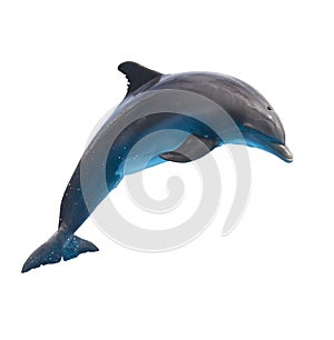 Jumping dolphin on white