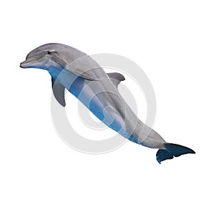 Skákanie delfín na bielom 
