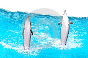 Jumping Dolphins