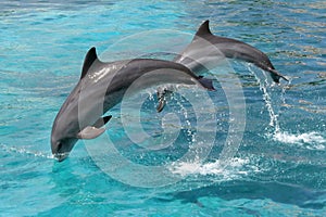 Skákanie delfíny 