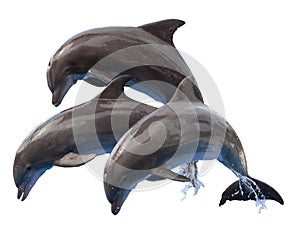 Jumping Dolphins Isolated