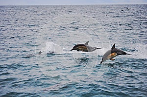 Jumping Dolphins in Kaikoura, New Zealand