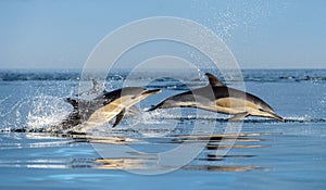 Saltando delfines en Océano 