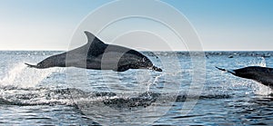 Jumping Dolphins in the ocean.